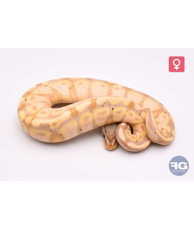 Python regius Banana Pastel 66% het Tri-Stripe Femelle