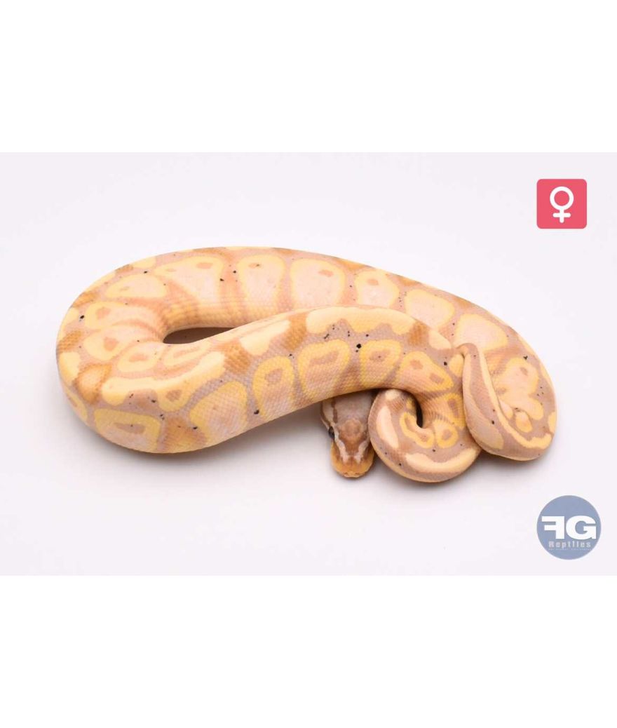 Python regius Banana Pastel 66% het Tri-Stripe Femelle
