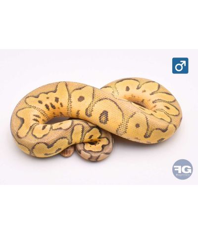 Python regius Pastel Hypo Clown Mâle