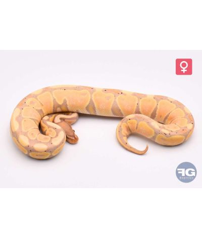 Python regius Banana 66% het Tri-stripe Femelle