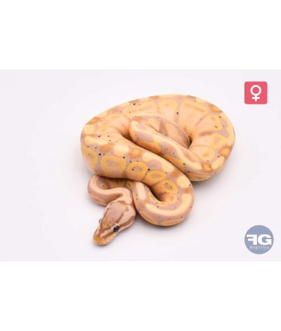 Python regius Pastel Banana 66% het Tri-Stripe Femelle