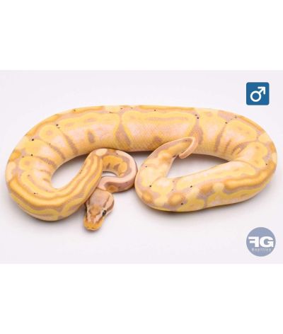Python regius Pastel Banana 100% het Tri-Stripe Mâle