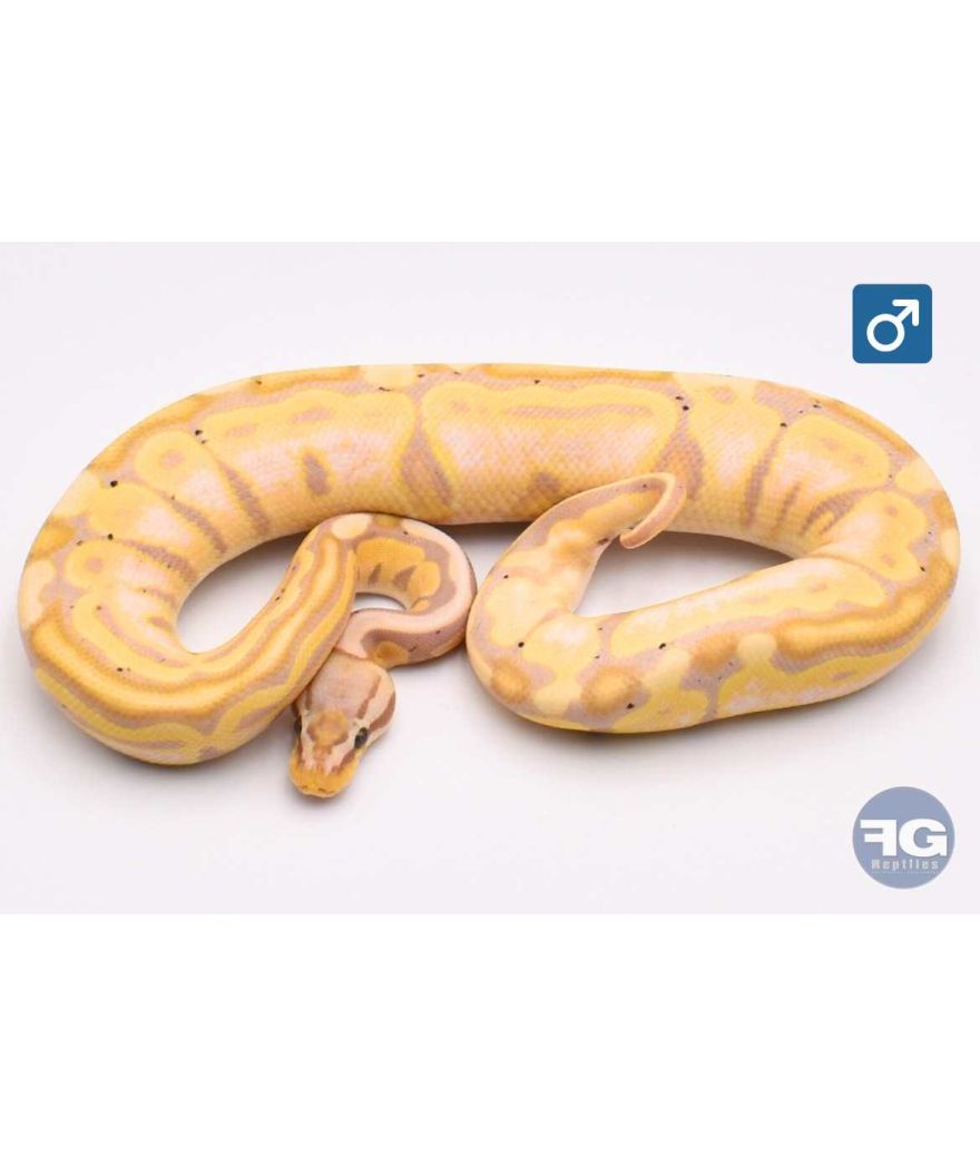Python regius Pastel Banana 100% het Tri-Stripe Mâle