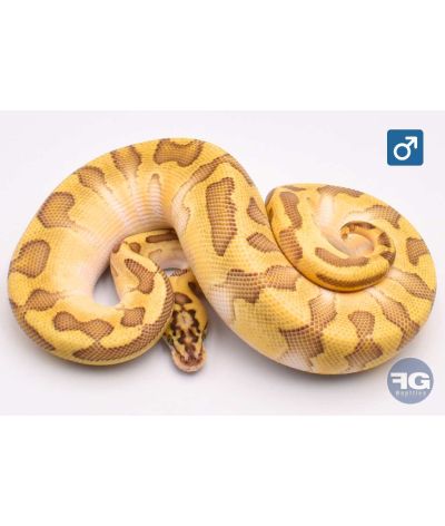 Python regius Pastel Butter Enchi Crypton Mâle