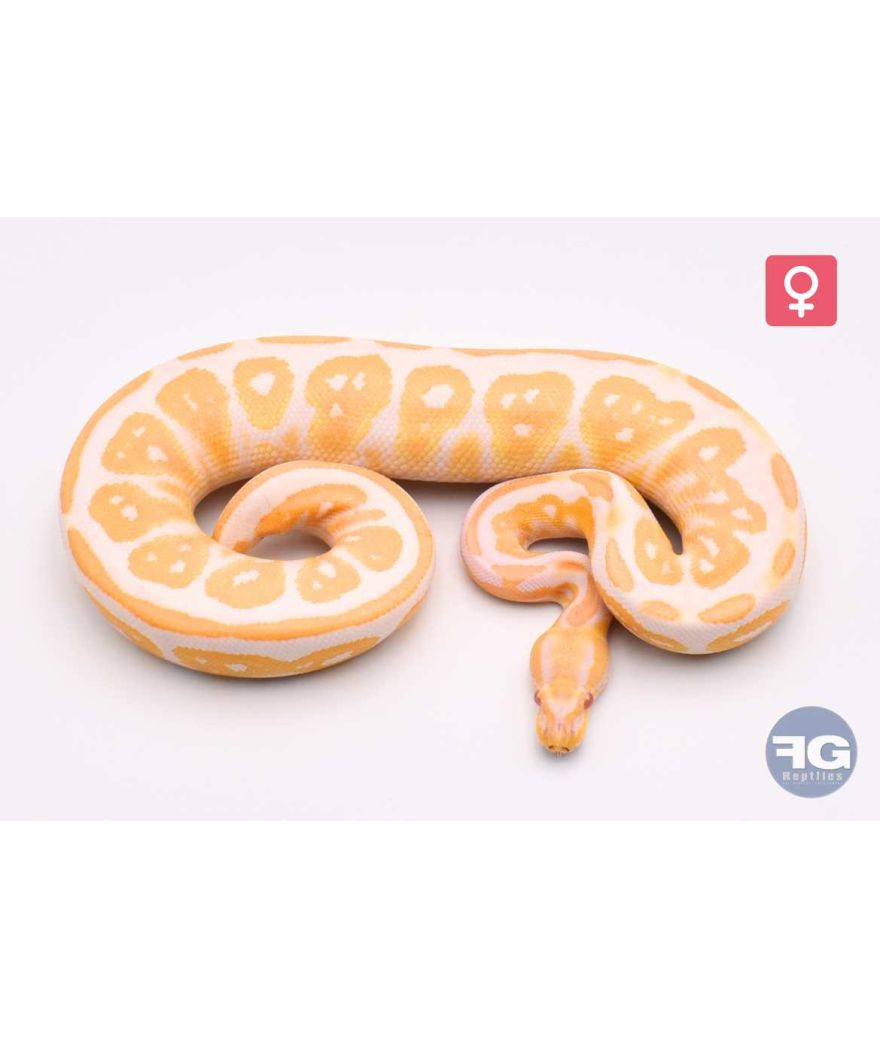 Python regius Albinos Black Pastel Femelle
