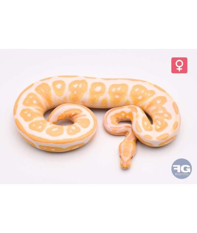 Python regius Albinos Black Pastel Femelle