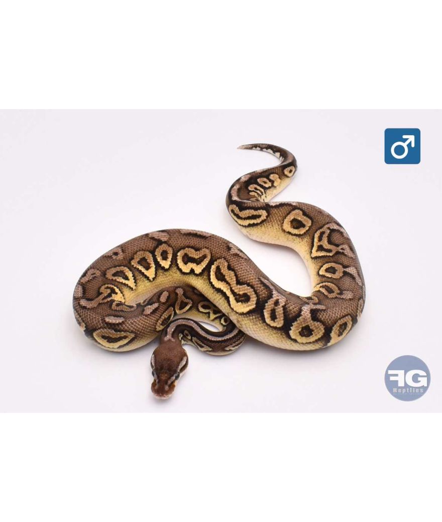 Python regius Pewter 66% DG Clown Mâle