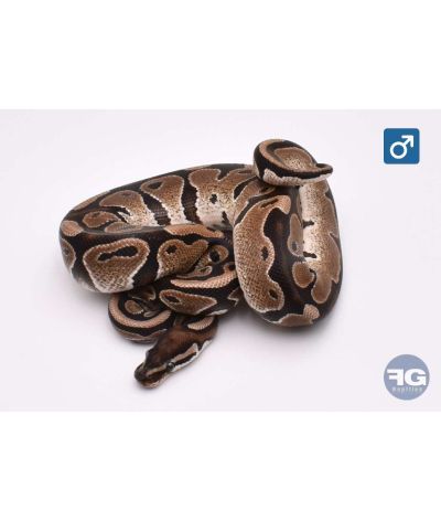 Python regius Axanthic VPI 100% het Pie Mâle