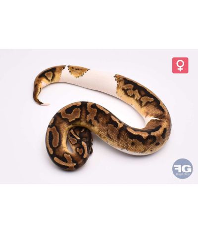 Python regius Piedbald 100% het Axanthic VPI Femelle