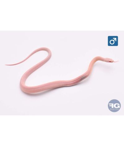 Pantherophis guttatus Red Factor Snow Sunkissed Stripe Mâle