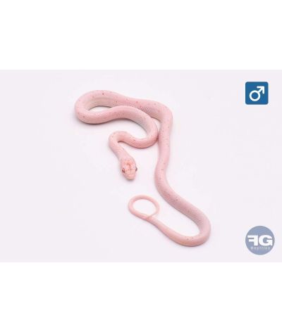 Pantherophis guttatus Amel Palmetto Mâle