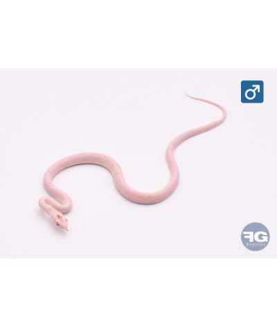 Pantherophis guttatus Amel Palmetto Mâle