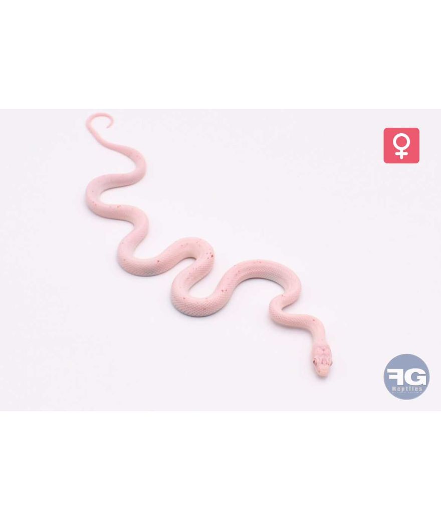 Pantherophis guttatus Amel Palmetto Femelle