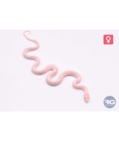 Pantherophis guttatus Amel Palmetto Femelle