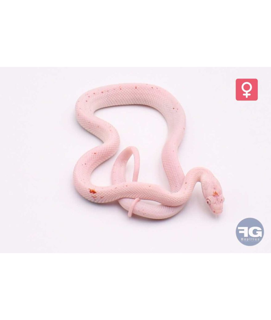 Pantherophis guttatus Amel Palmetto Femelle