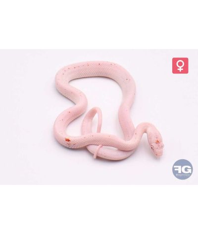 Pantherophis guttatus Amel Palmetto Femelle