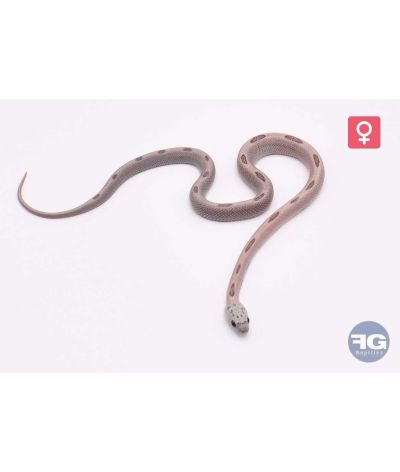 Pantherophis guttatus Red Factor Anery Sunkissed StripeFemelle