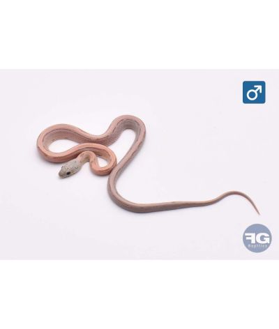 Pantherophis guttatus Red Factor Anery Sunkissed StripeMâle