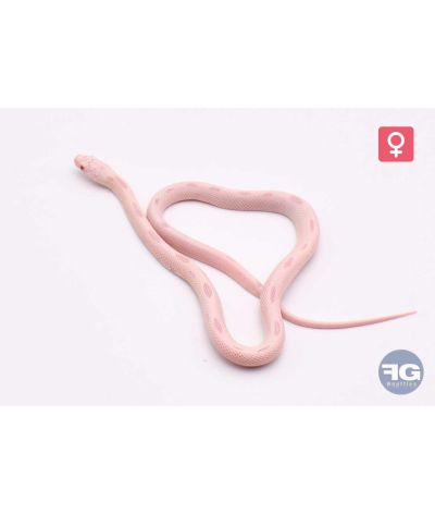 Pantherophis guttatus Red Factor Snow Sunkissed Stripe Femelle