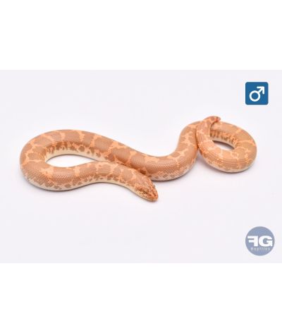 Eryx colubrinus Albi 66% hypo aneryMâle