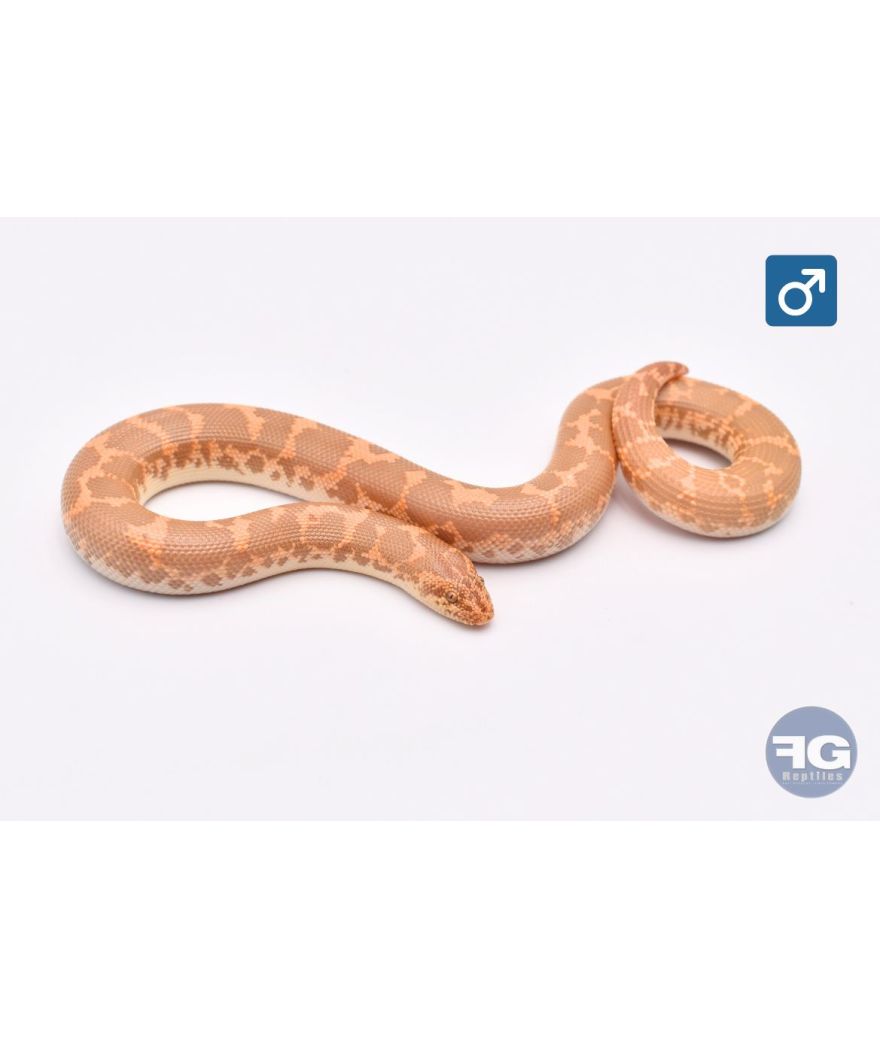 Eryx colubrinus Albi 66% hypo aneryMâle