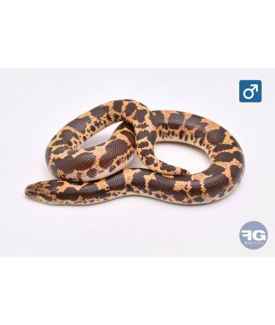 Eryx colubrinus classique 66% albi hypo aneryMâle