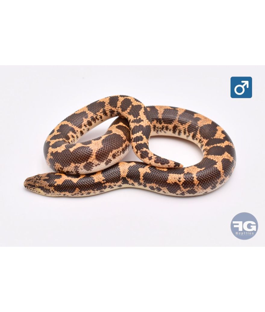 Eryx colubrinus classique 66% albi hypo aneryMâle