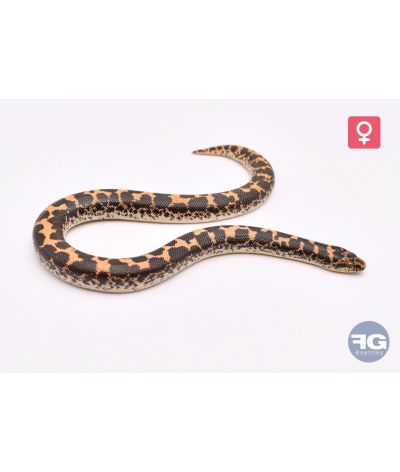 Eryx colubrinus classique 66% albi hypo aneryFemelle