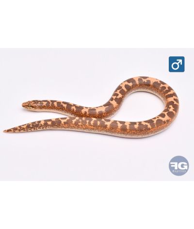 Eryx colubrinus Hypo 66% albi aneryMâle