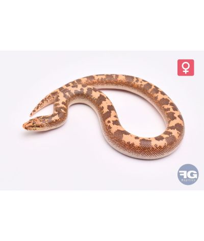 Eryx colubrinus Hypo 66% albi aneryFemelle