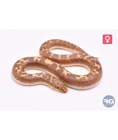 Eryx colubrinus Hypo 66% albi aneryFemelle