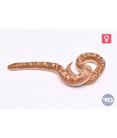 Eryx colubrinus Hypo 66% albi aneryFemelle