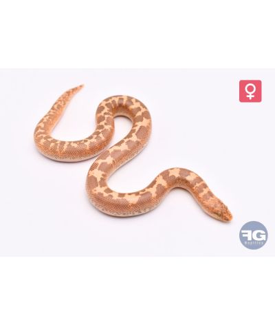 Eryx colubrinus Hypo 66% albi aneryFemelle