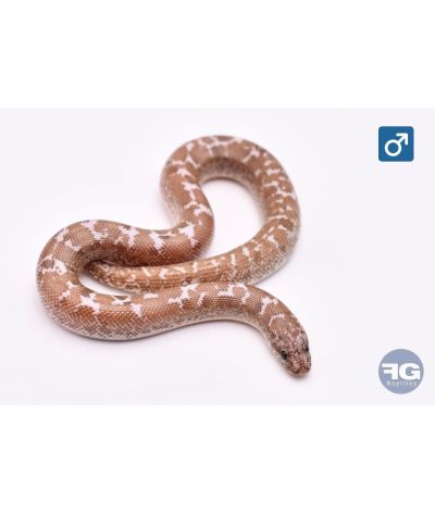 Exyx colubrinus Ghost 66% AlbiMâle