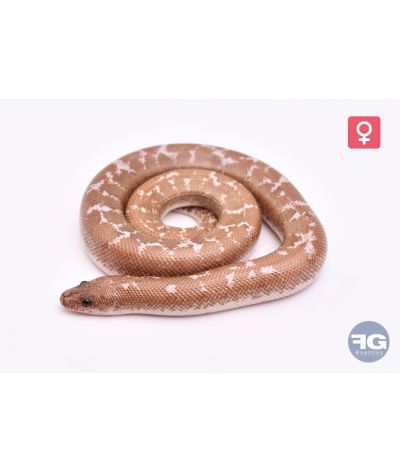 Exyx colubrinus Ghost 66% AlbiFemelle