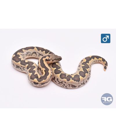 Eryx conicusMâle