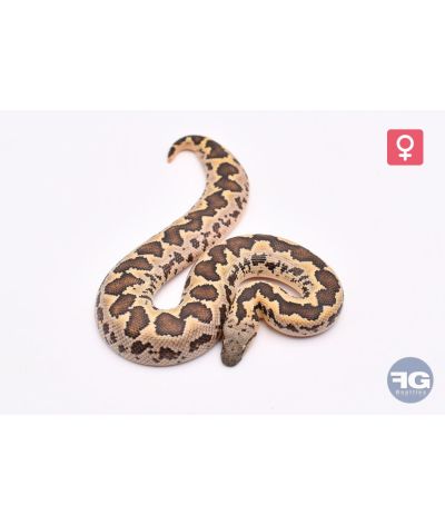 Eryx conicusFemelle