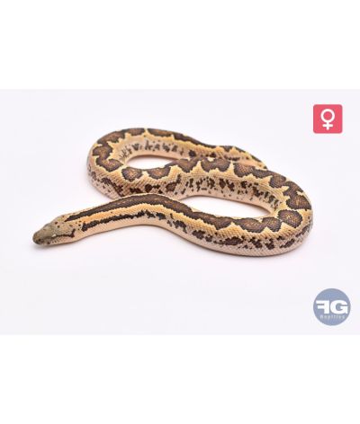 Eryx conicusFemelle