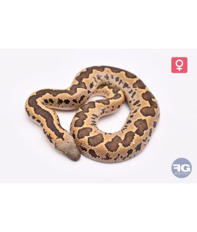 Eryx conicusFemelle