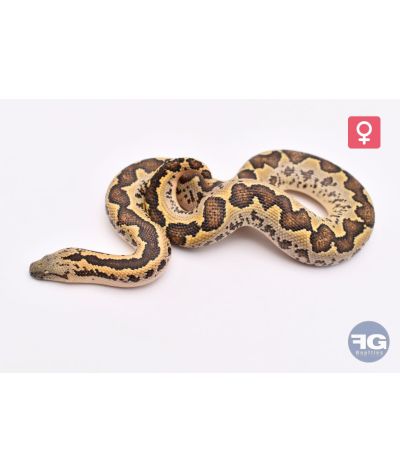 Eryx conicusFemelle