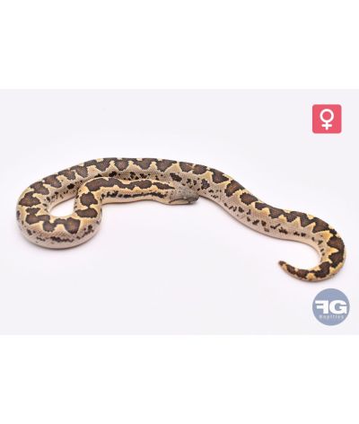 Eryx conicusFemelle