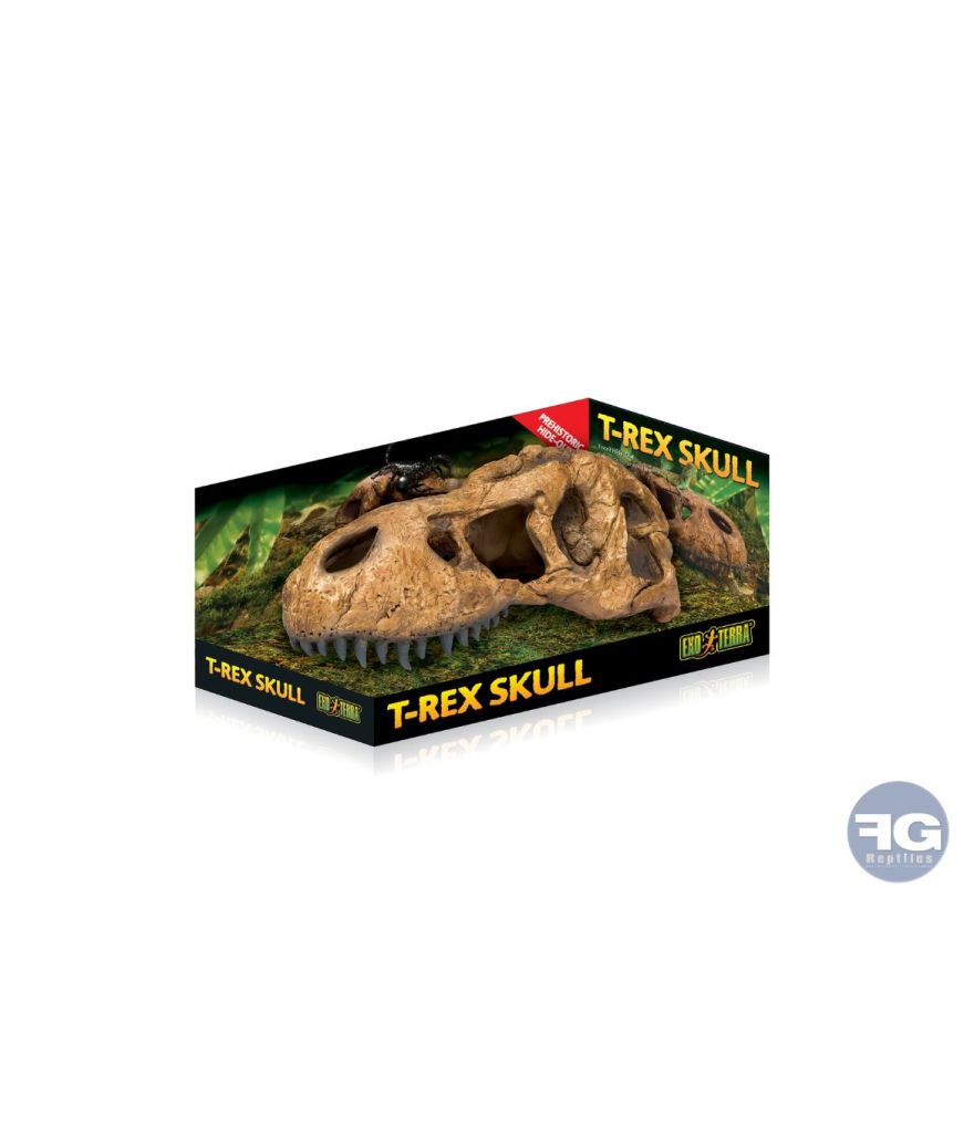 Demi crâne de T-rex pour terrarium