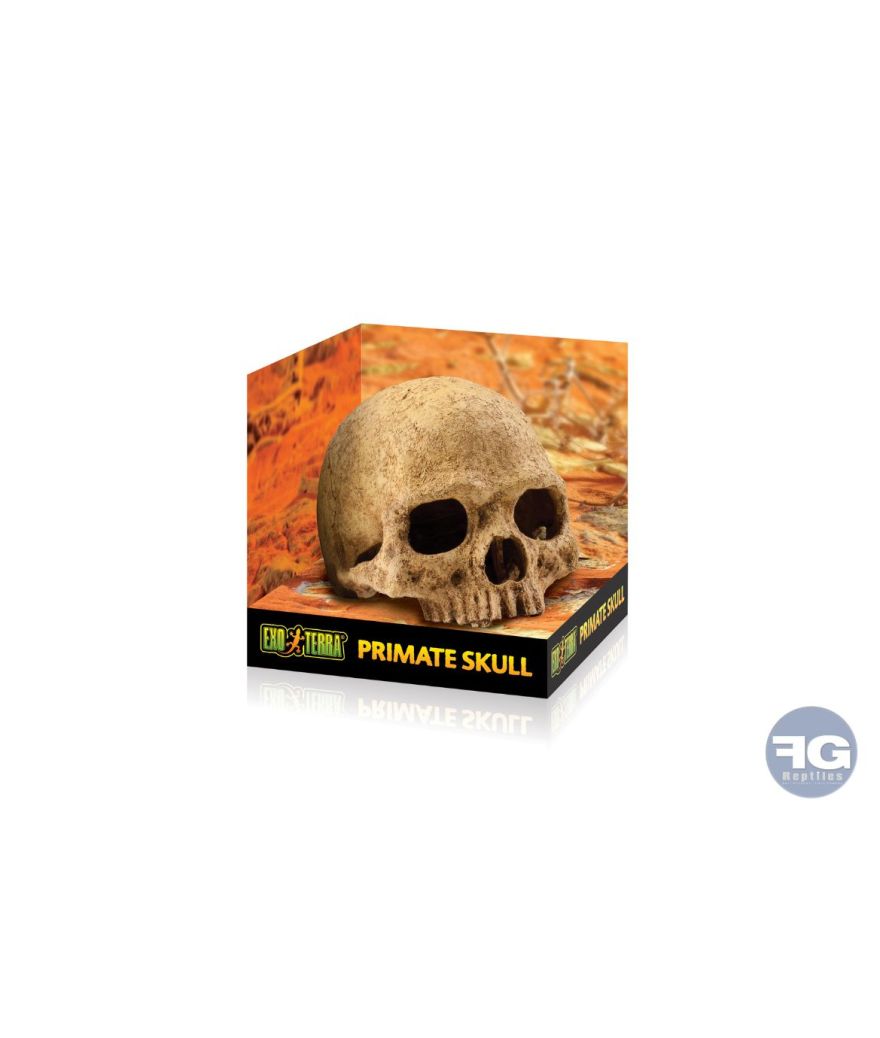 Décor de terrarium faux crâne de primate