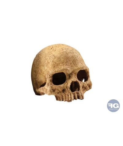 Décor de terrarium faux crâne de primate