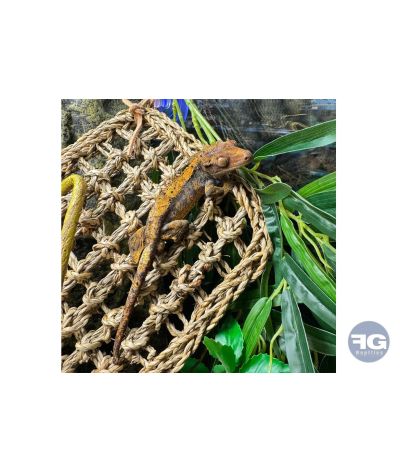 Hamac rectangulaire pour reptile