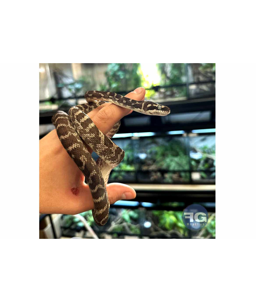 femelle morelia carinata à l'élevage