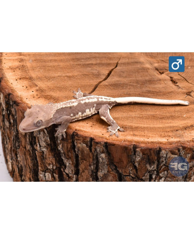 Gecko à crête axanthic lilly white