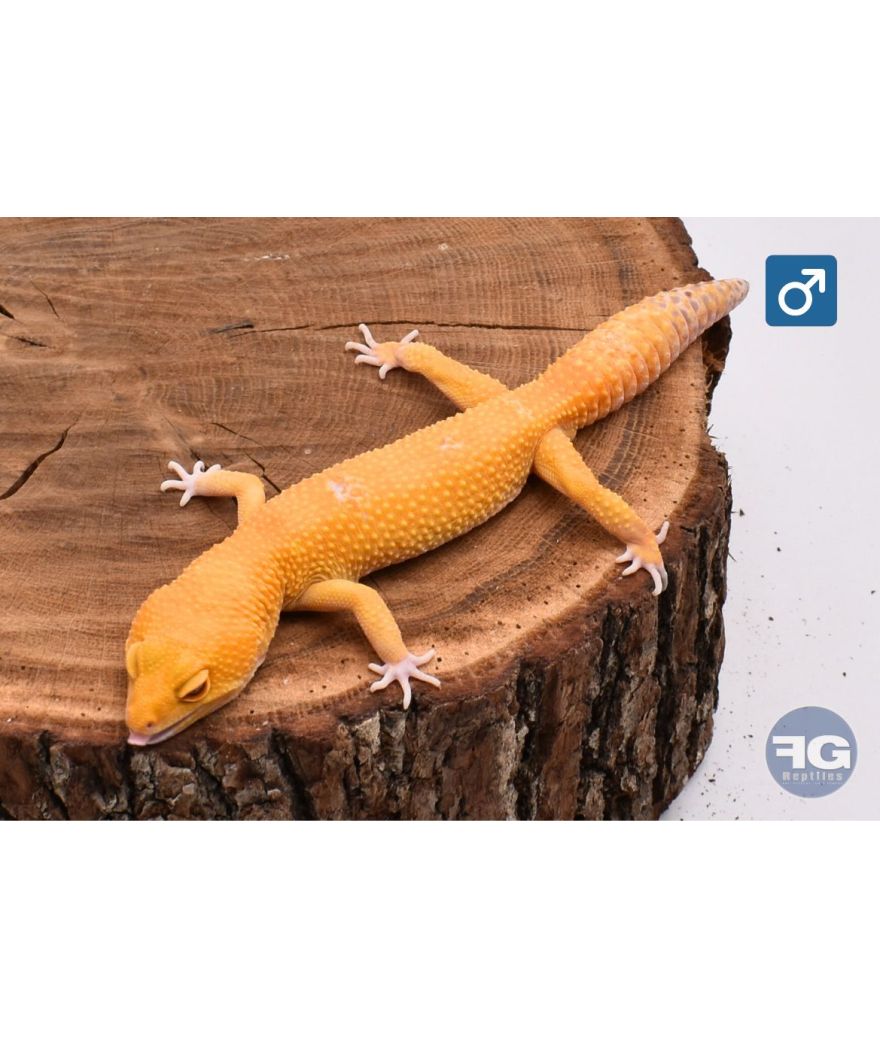 Eublepharis macularius Sunglow Mâle