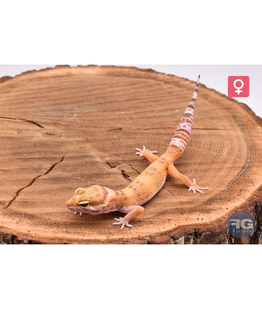 Eublepharis macularius Tremper Femelle