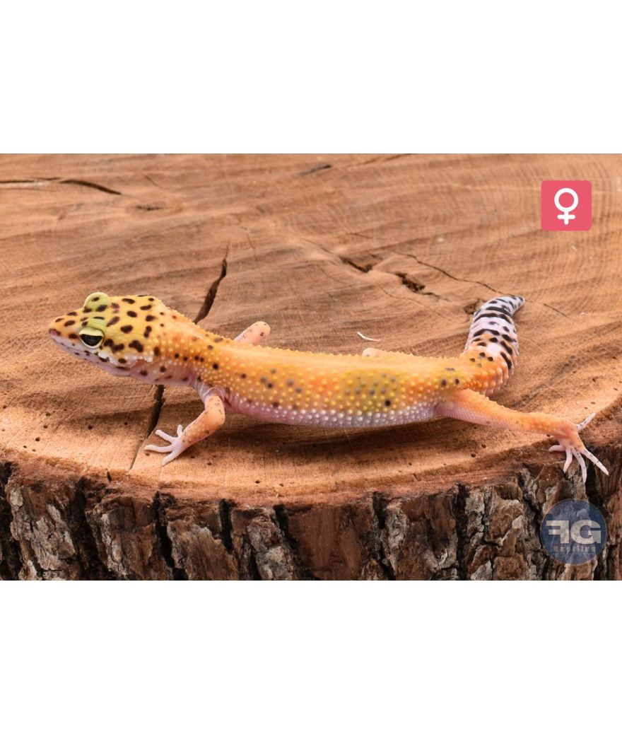 Eublepharis macularius Tangerine Stripe Femelle